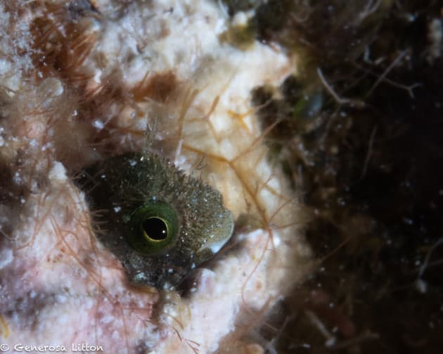 blenny with mouth open again