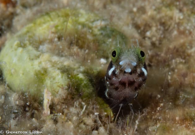 blenny with mouth open again