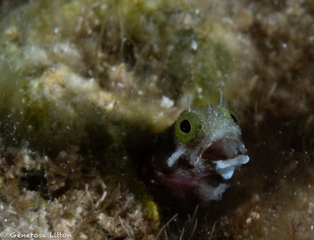 blenny with mouth open