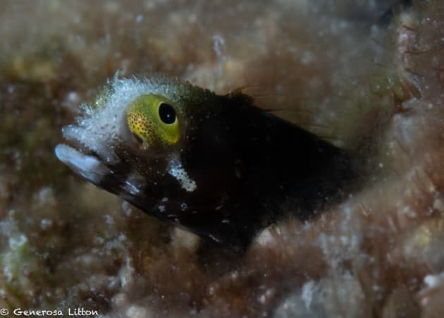 blenny looking up