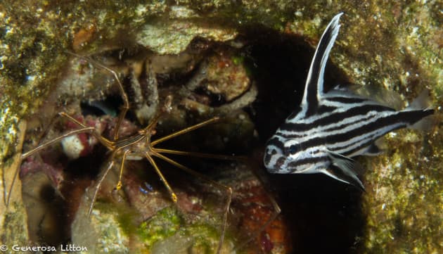 Hihat and arrow crab