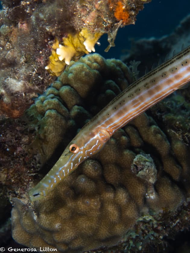 trumpet fish