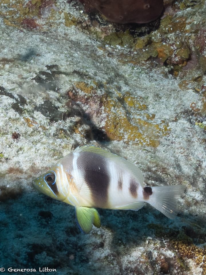 Barred Hamlet