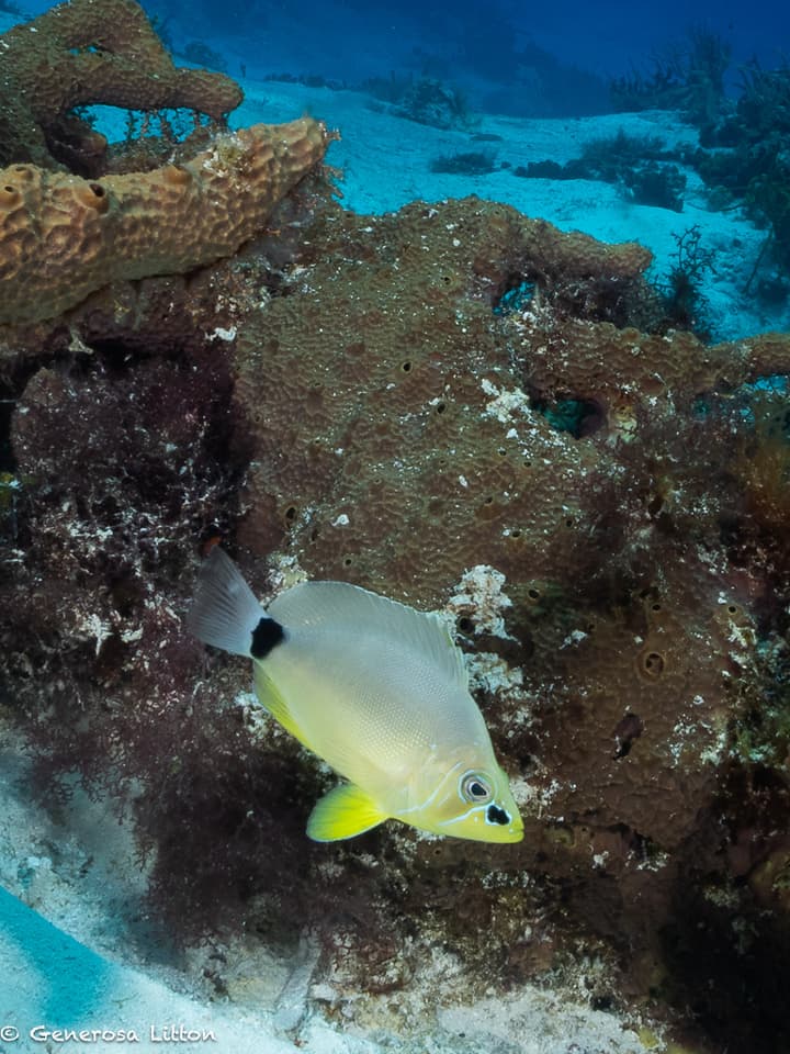 Barred Hamlet