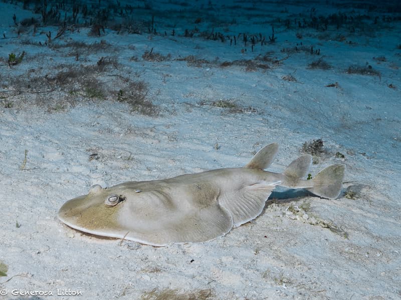 electric ray