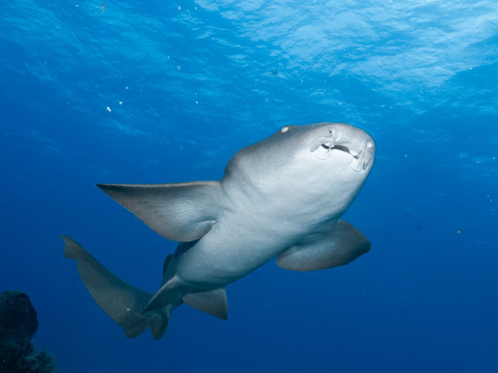 nurshark bottom view