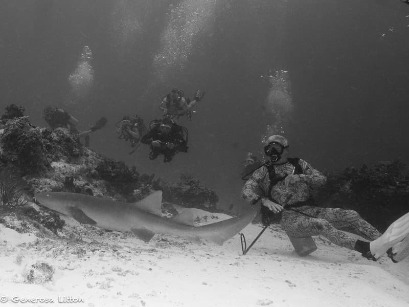 divers with nurse shark