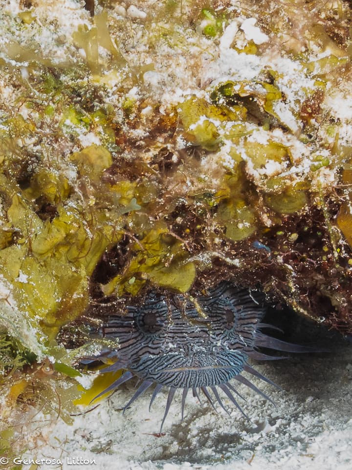 fish under a rock