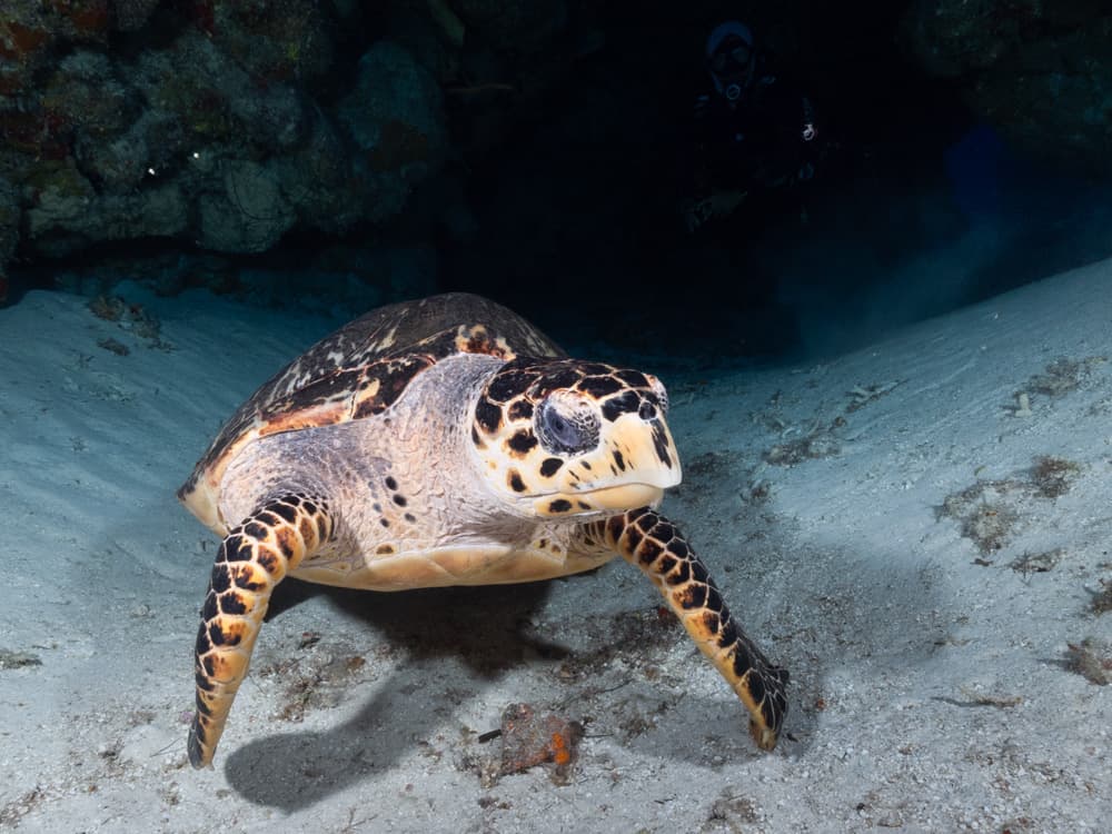 turtle