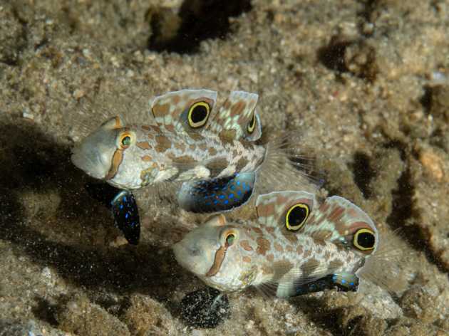 pair of gobies side by side