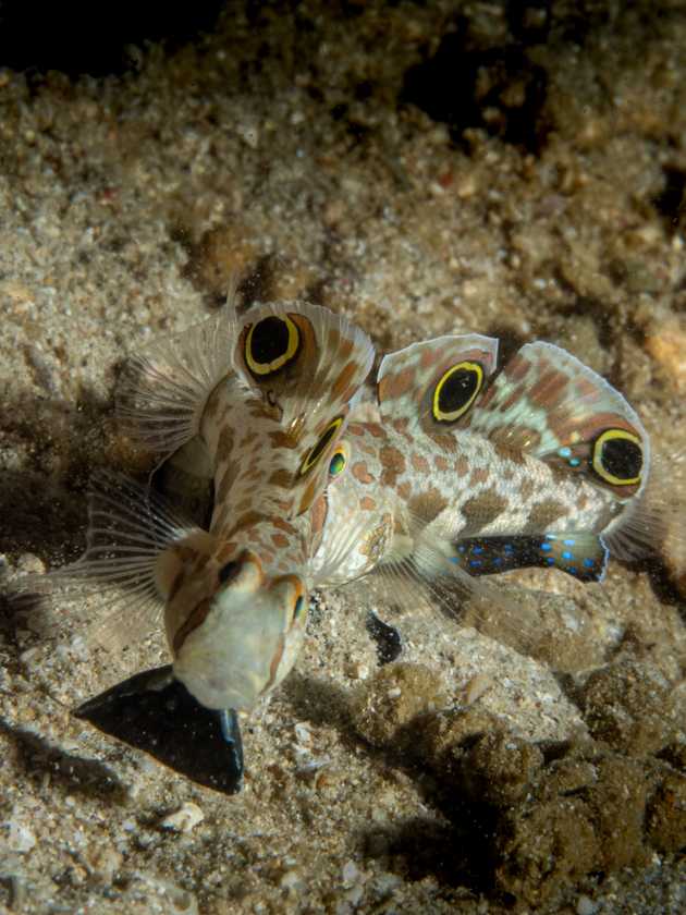 pair of crab-eyed gobies