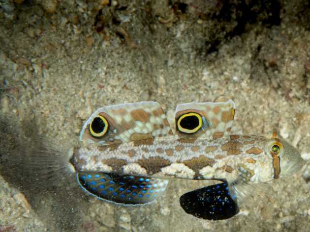 one goby