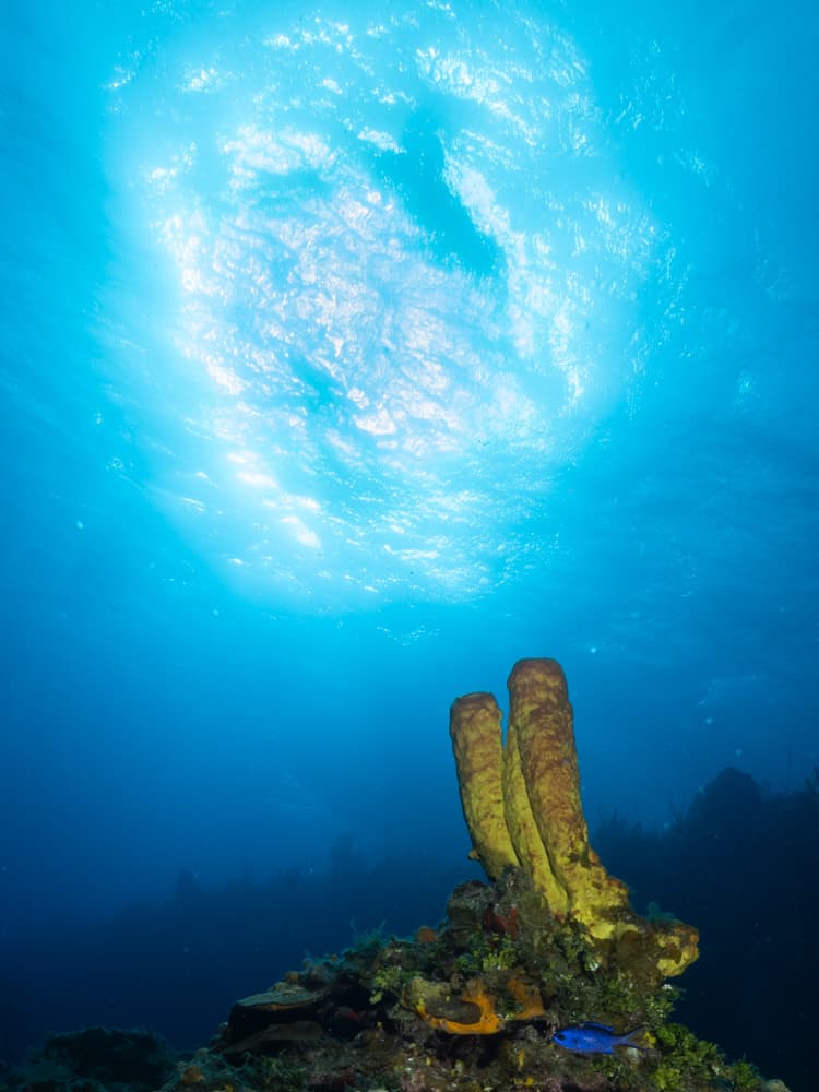 Reef image with sun ball