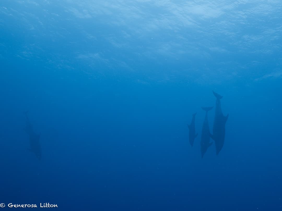 four dolphins