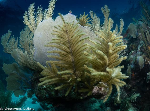 fish market soft corals