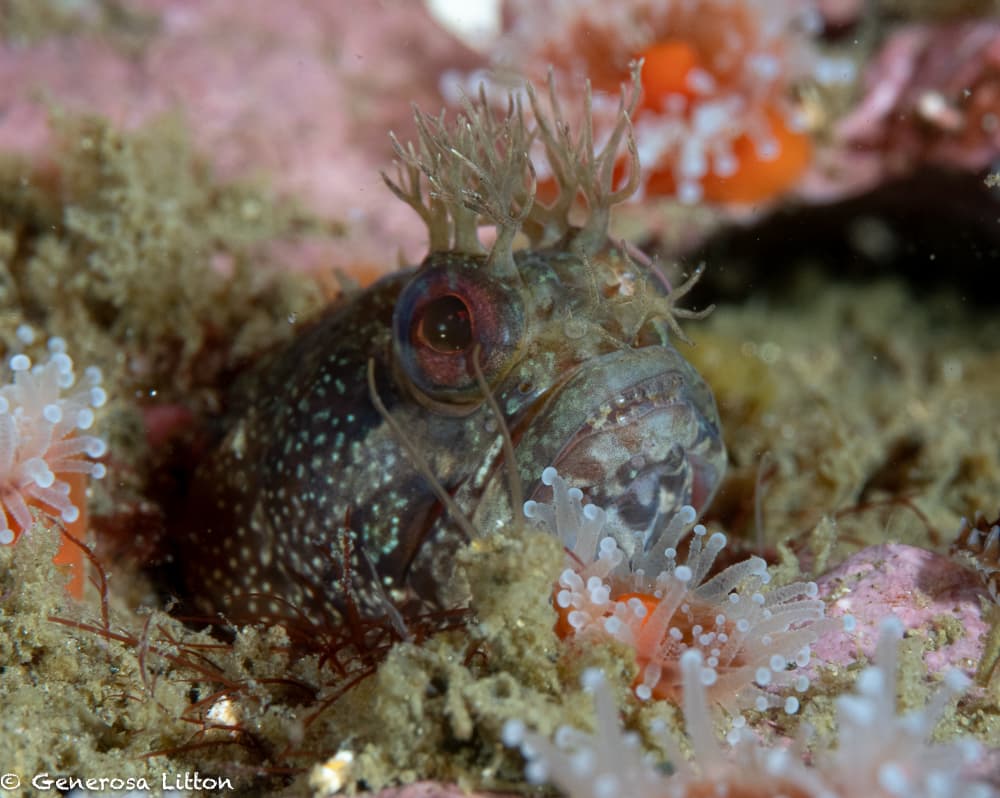 Closeup fringehead