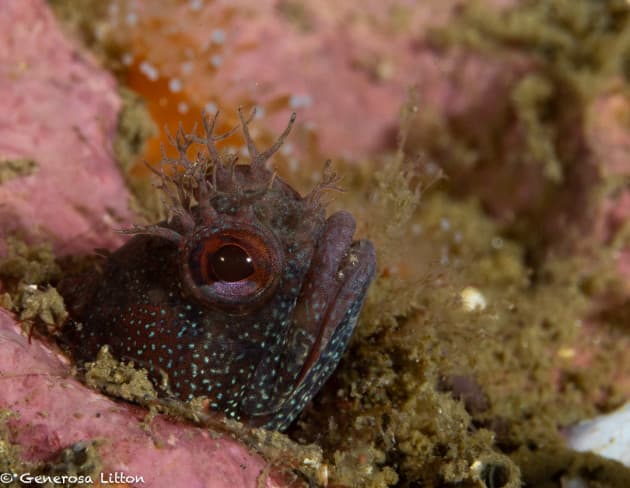 Closeup fringehead again