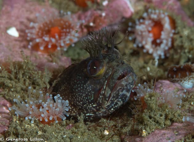 another fringehead