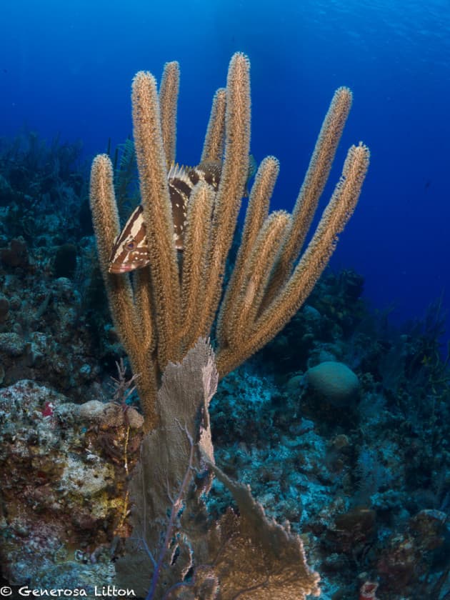 Grouper inside fern coral