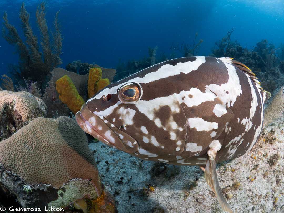 Grouper