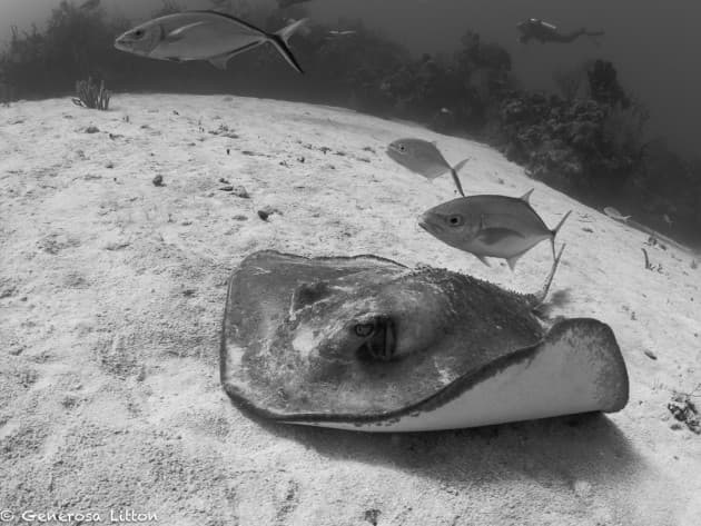 Black and white stingray with fish