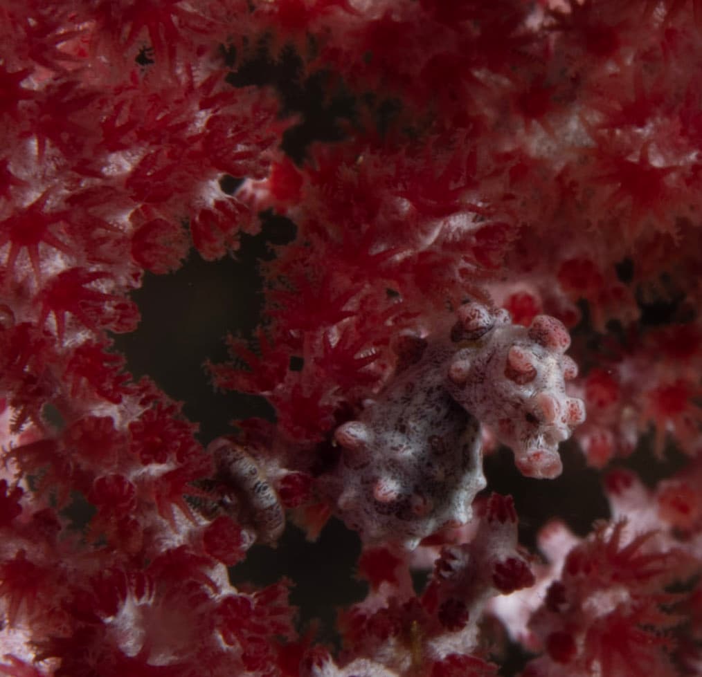 Pygmy Seahorse