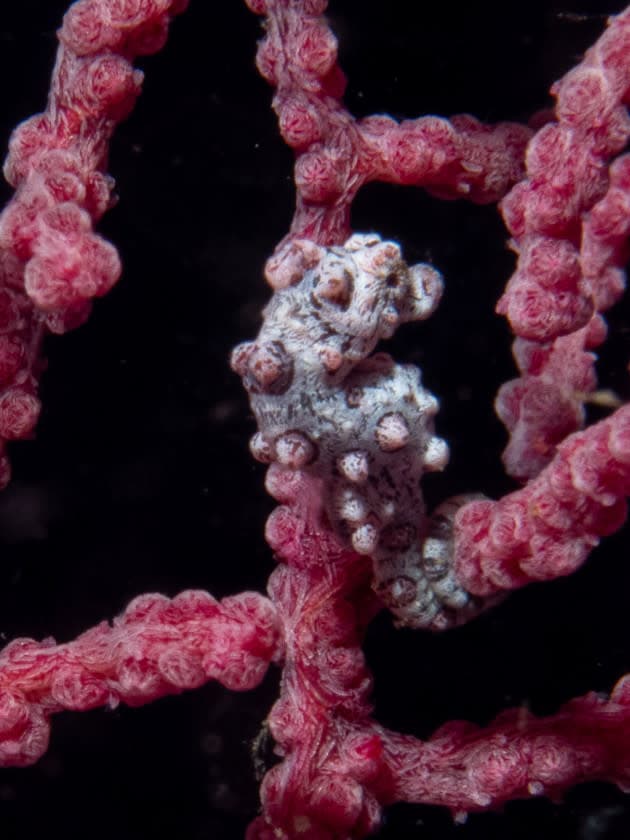 Purple Pygmy Seahorse