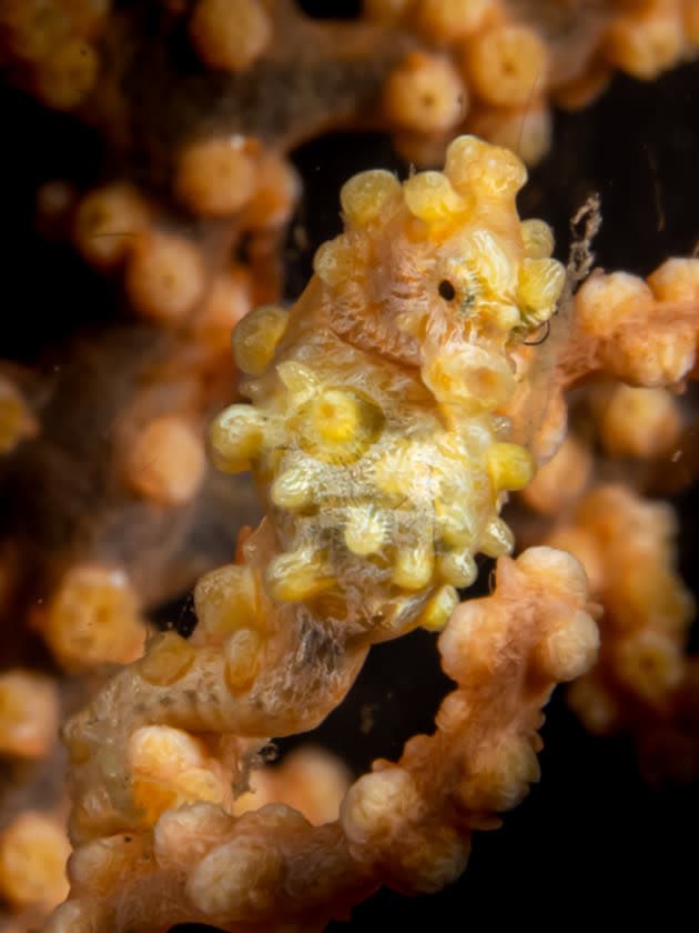 Yellow Pygmy Seahorse