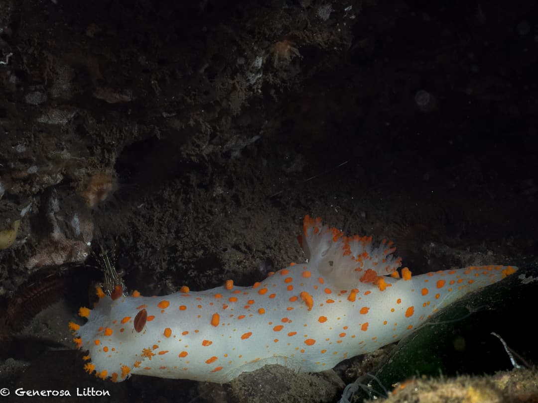 Clown Nudibranch