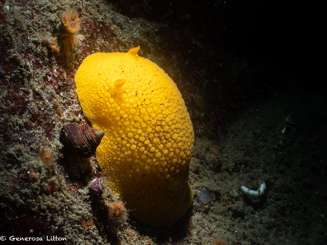 Lemon Nudibranch