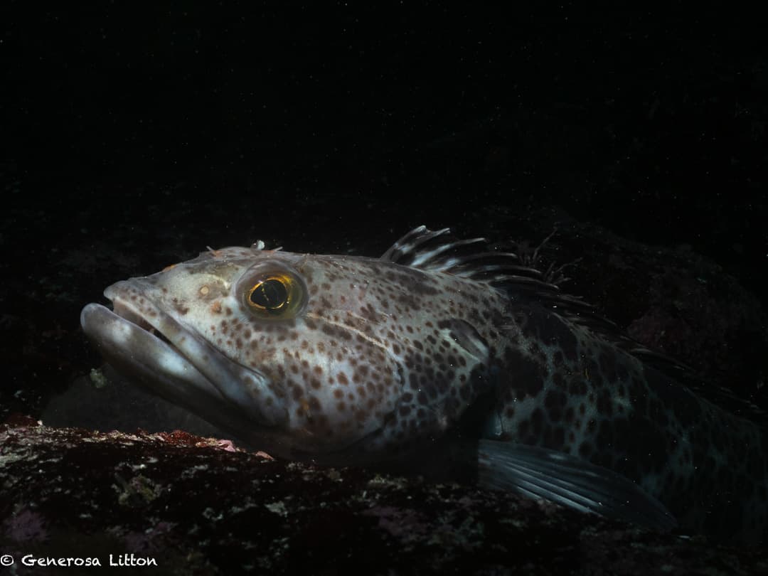 Lingcod