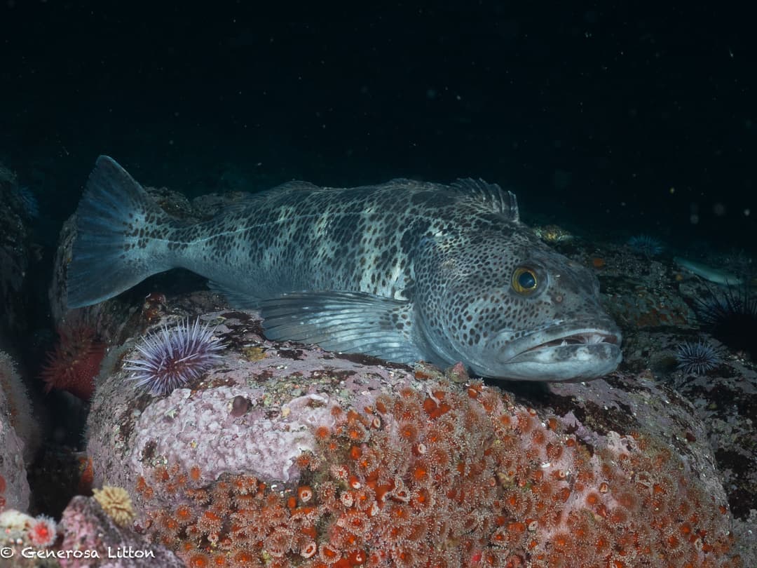 Lingcod