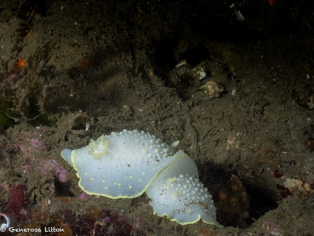 Mating Nudibranchs