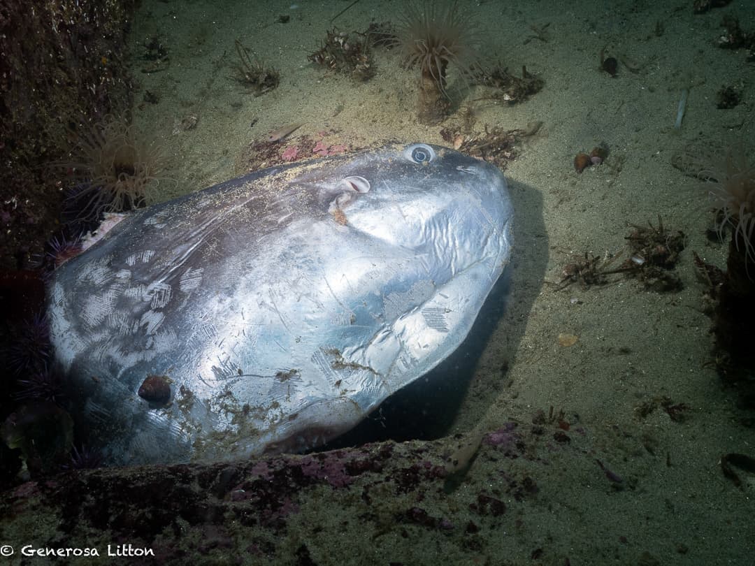 Mola mola