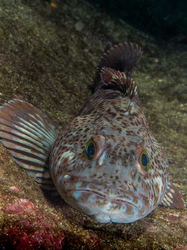 lingcod