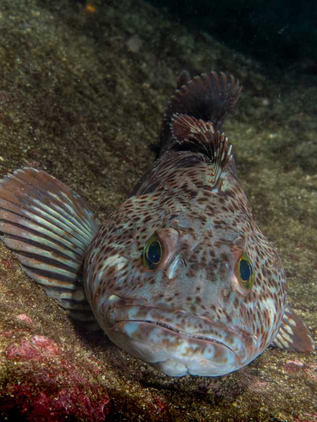 lingcod