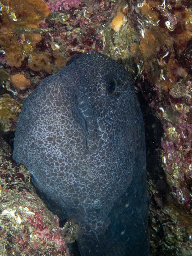 wolf eel in hole