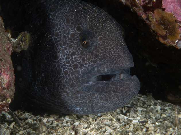 wolf eel in her hole