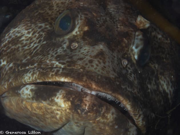 Closeup lingcod