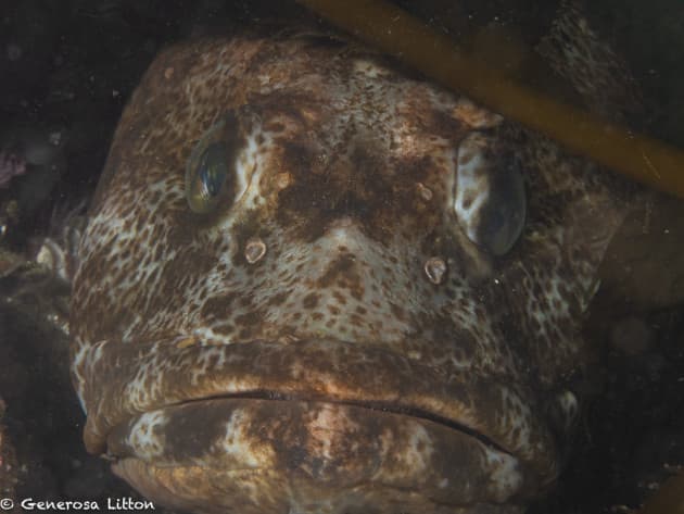 Another closeup lingcod