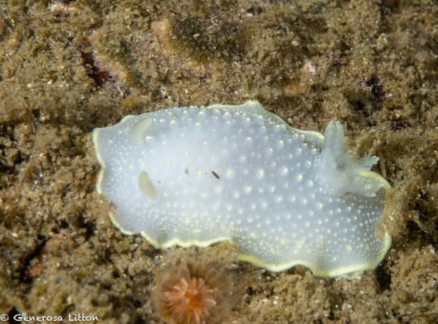 nudibranch