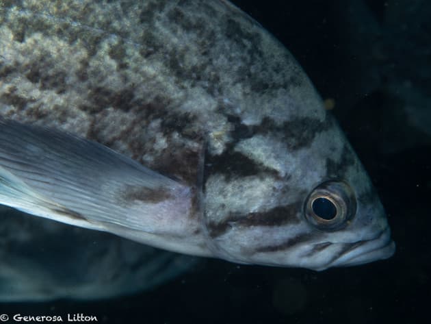 closeup rockfish