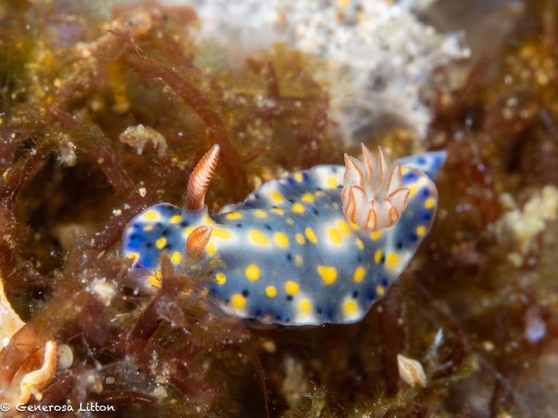 Hypselodoris nudibranch