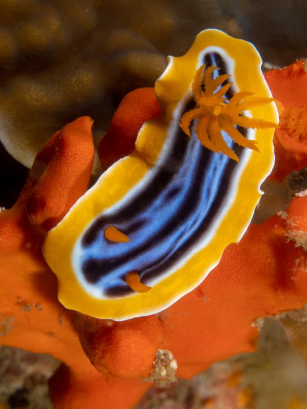 Nudibranch