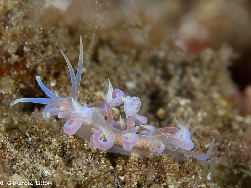 Curly Nudibranch