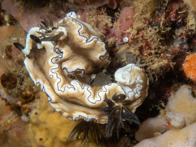 Nudis mating