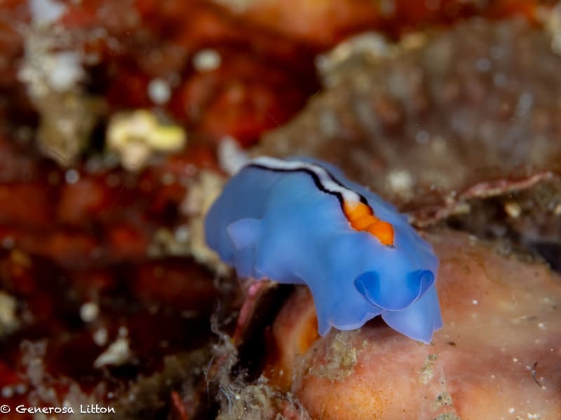 Flatworm nudibranch