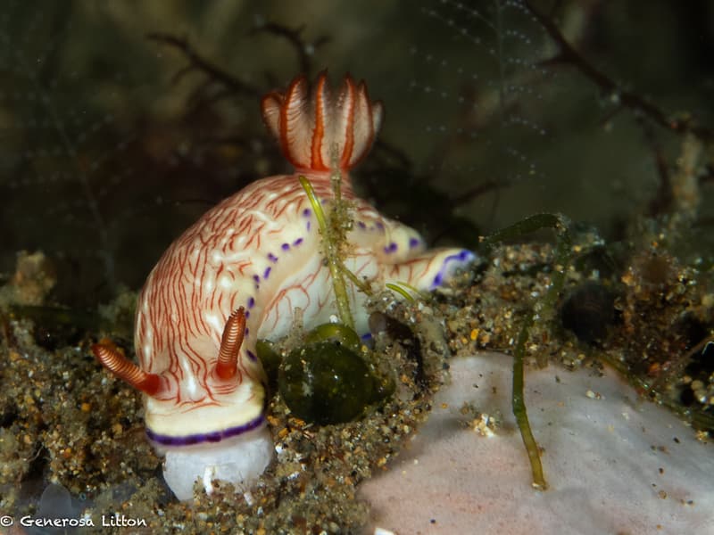 Goniobranchus Nudibranch