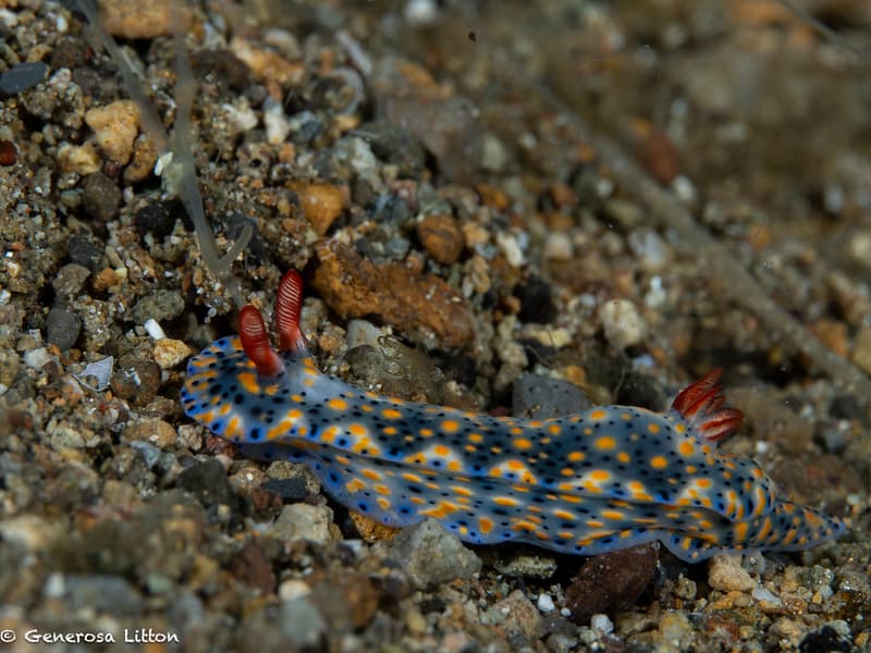 Hypselodoris nudibranch