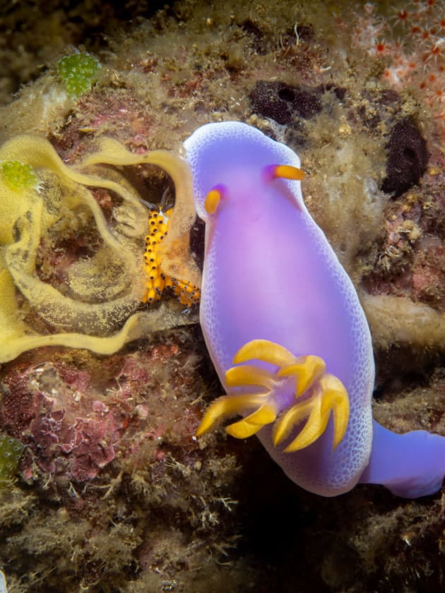 Nudi with baby and egg